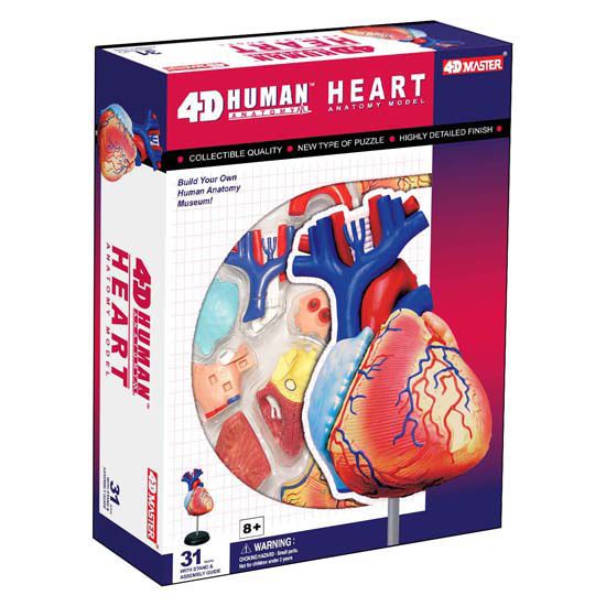 4D Anatoomiamudel Süda