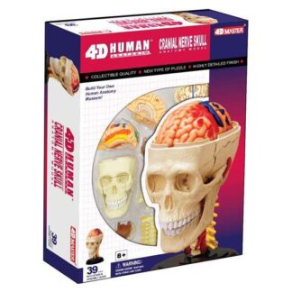 4D Anatoomiamudel Kolju