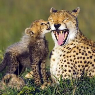 3D postkaart "Gepard"