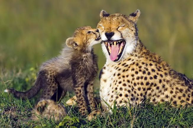 3D postkaart "Gepard"