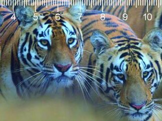 3D joonlaud "Tiigrid"