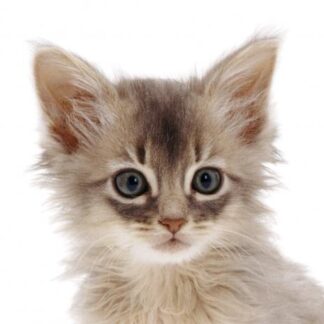 3D magnet "Kassipoeg"