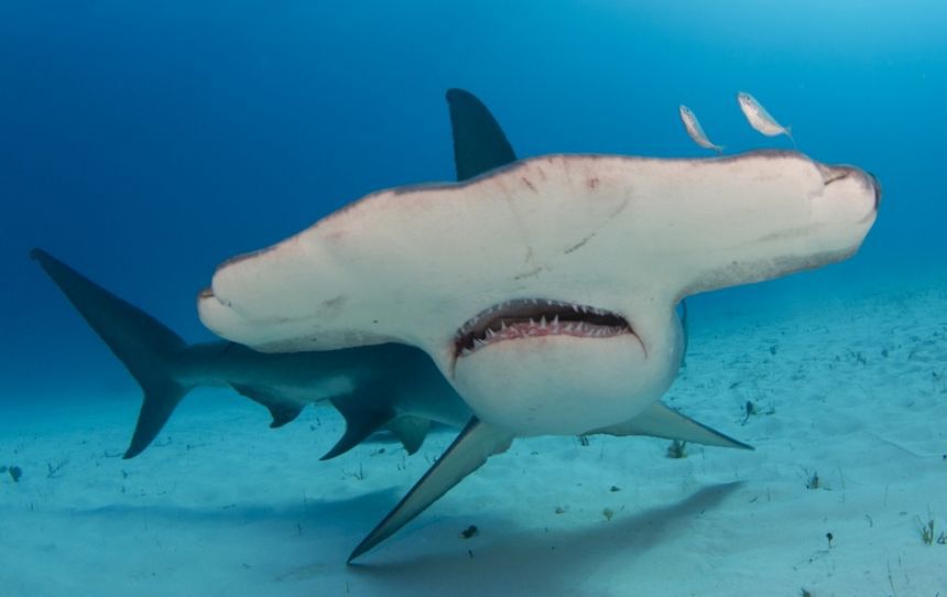 Taskulamp-projektor "Haid"