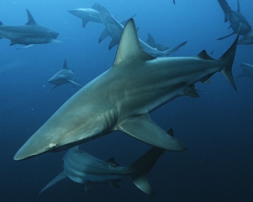 Taskulamp-projektor "Haid"