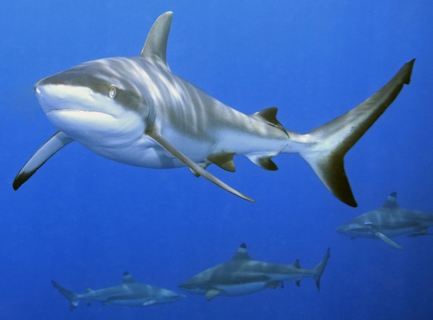 Taskulamp-projektor "Haid"