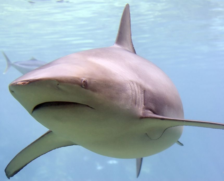 Taskulamp-projektor "Haid"