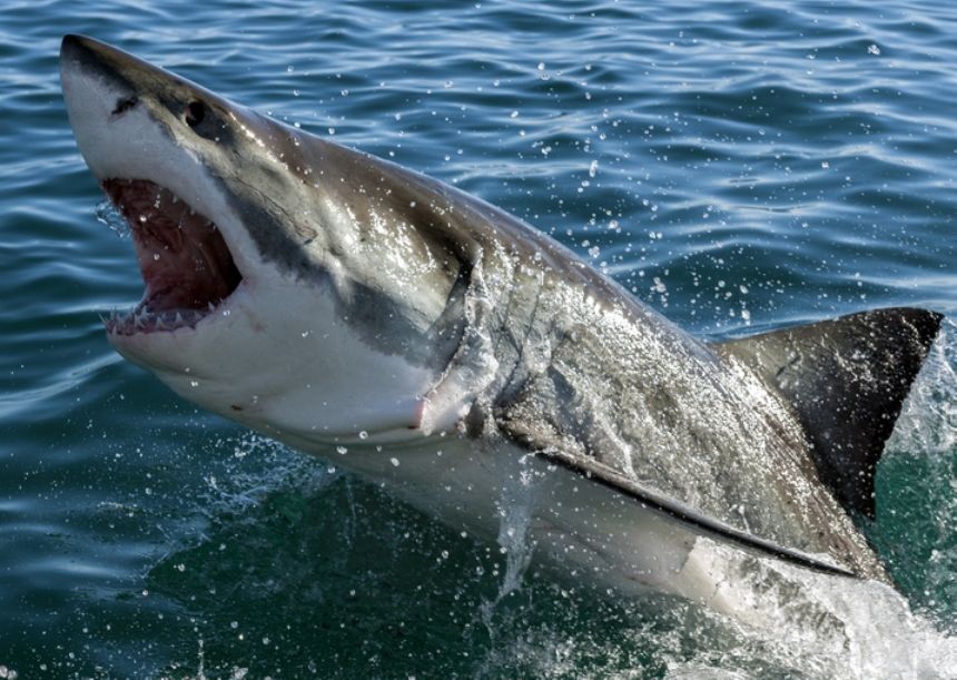 Taskulamp-projektor "Haid"