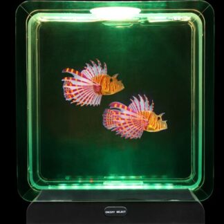 Vöödilise tiibkala akvaarium