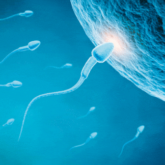 3D postkaart "Sperma ja munarakk"