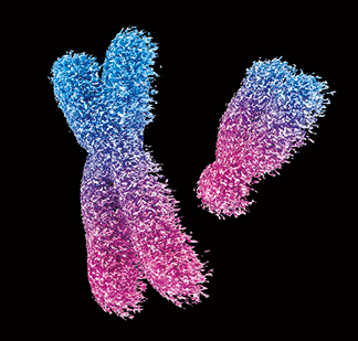 3D postkaart "Kromosoomid"