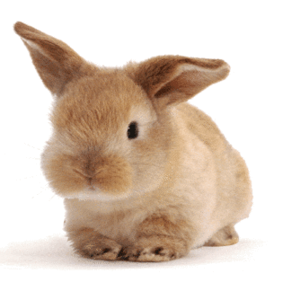 3D postkaart "Küülik"