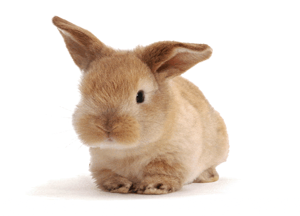 3D postkaart "Küülik"