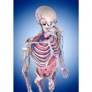 3D postkaart "Inimkeha"