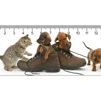 3D joonalud "Jalanõude pidupäev"