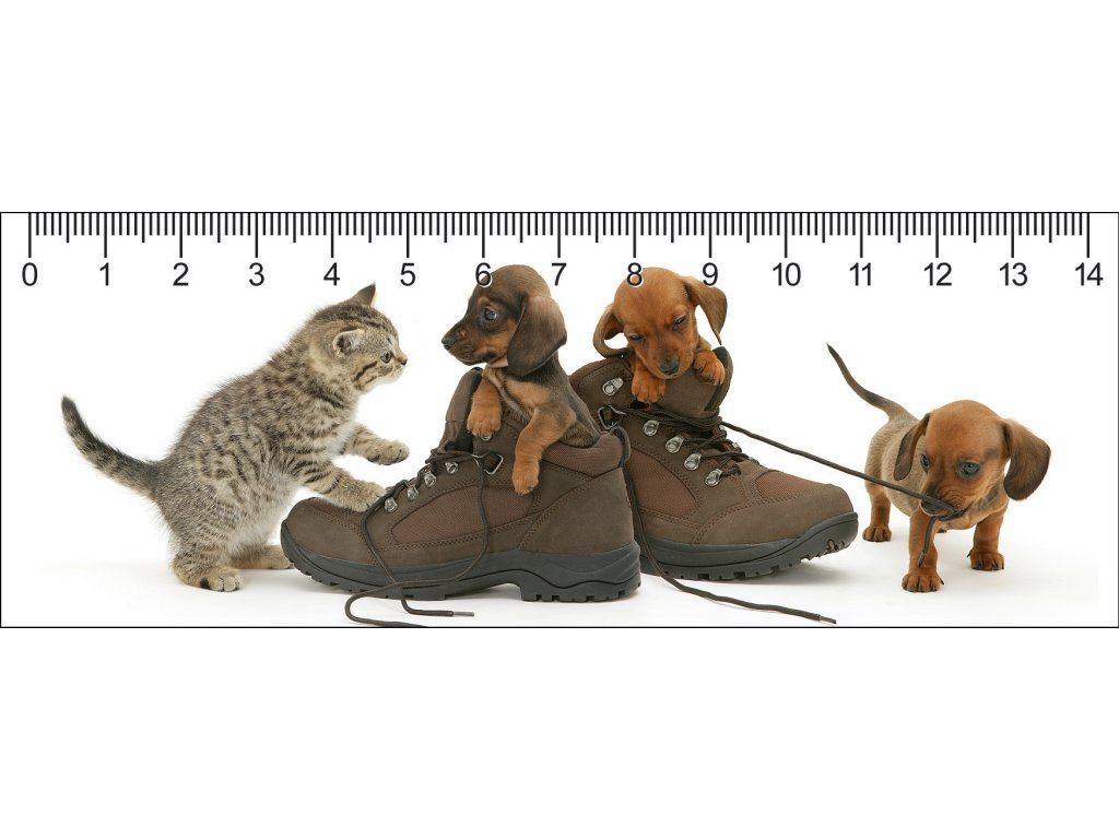 3D joonalud "Jalanõude pidupäev"