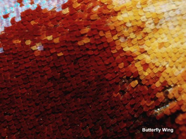 Digitaalne LCD Mikroskoop 4x/10x/40x