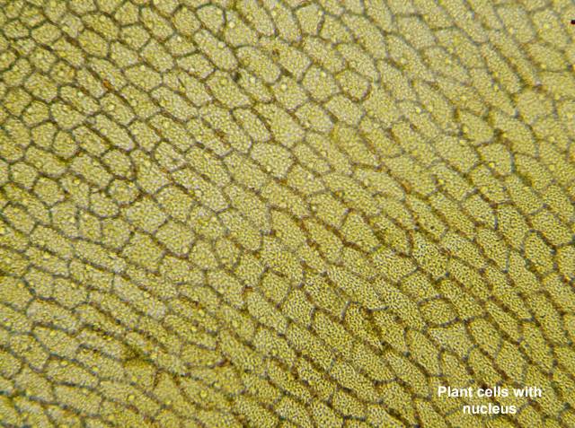 Digitaalne LCD Mikroskoop 4x/10x/40x