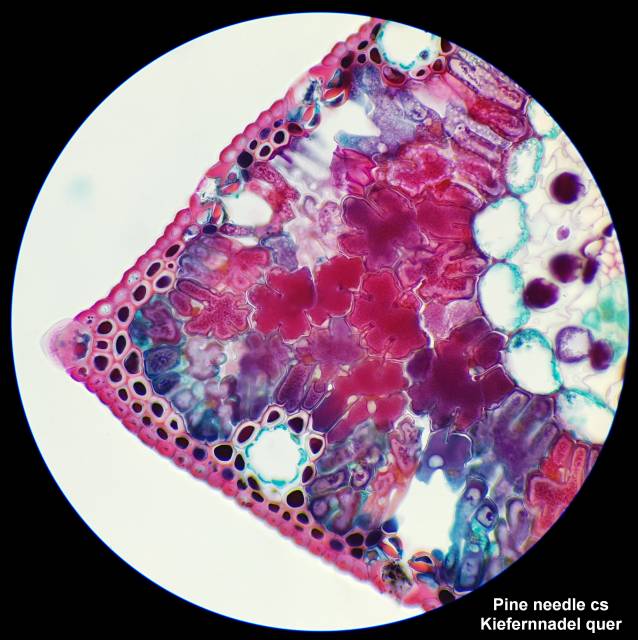 Mikroskoop Researcher Bino 40x-1000x