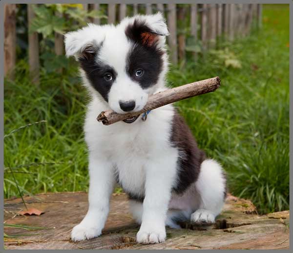 Taskulamp-projektor "Kutsikad"