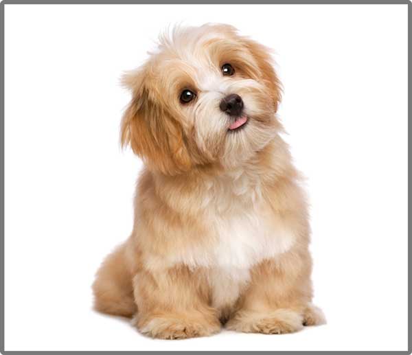 Taskulamp-projektor "Kutsikad"