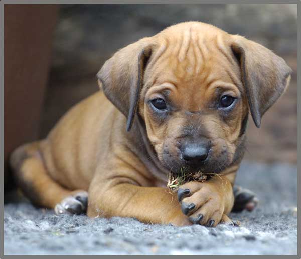 Taskulamp-projektor "Kutsikad"