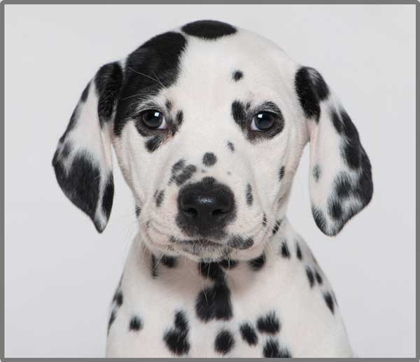 Taskulamp-projektor "Kutsikad"