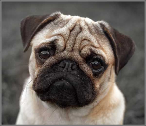 Taskulamp-projektor "Kutsikad"