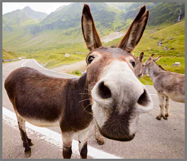 Taskulamp-projektor "Naljakad loomad"