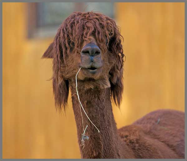 Taskulamp-projektor "Naljakad loomad"