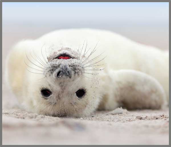 Taskulamp-projektor "Naljakad loomad"