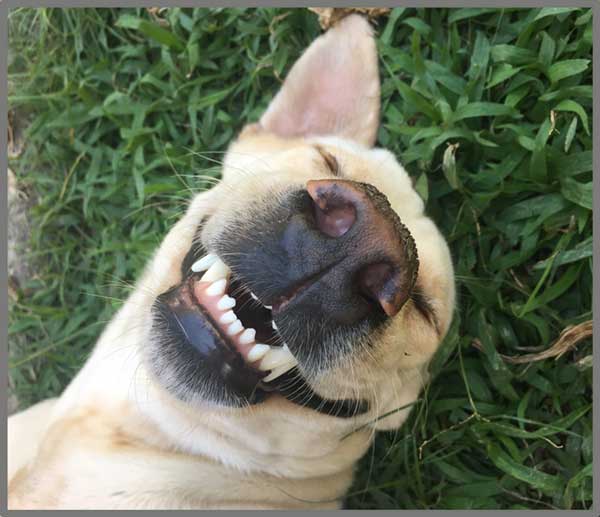 Taskulamp-projektor "Naljakad loomad"