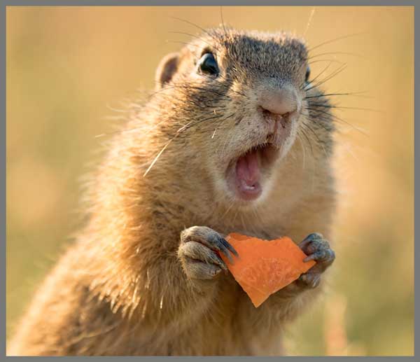 Taskulamp-projektor "Naljakad loomad"