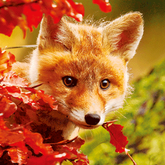 3D magnet Väike rebane