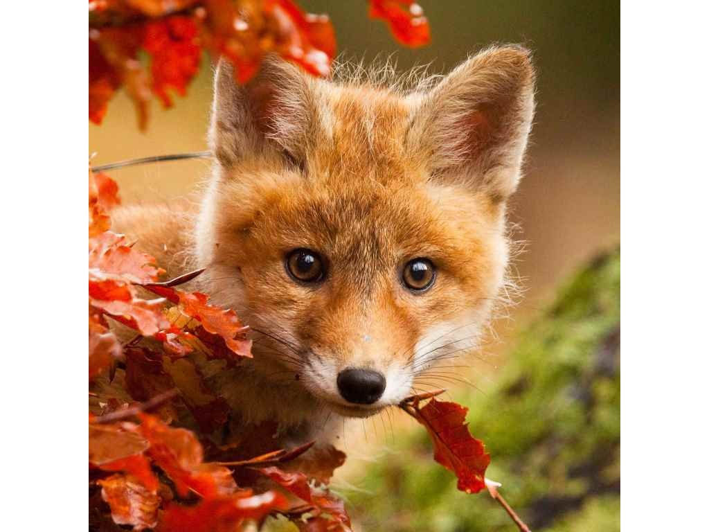 3D magnet Väike rebane