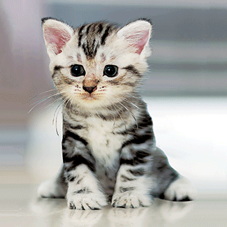 3D magnet "Kassipoeg"