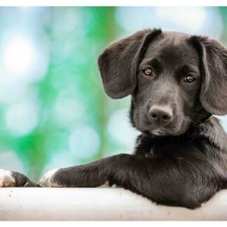 3D Postkaart Kutsikas