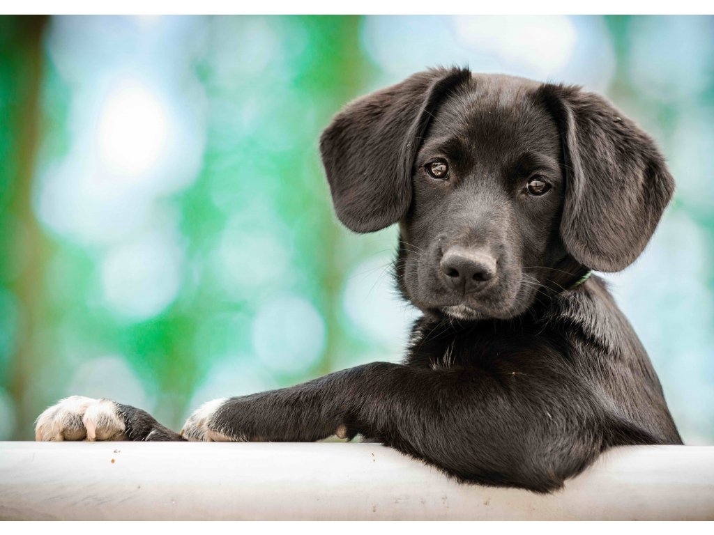 3D Postkaart Kutsikas