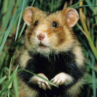 3D magnet hamstri pildiga