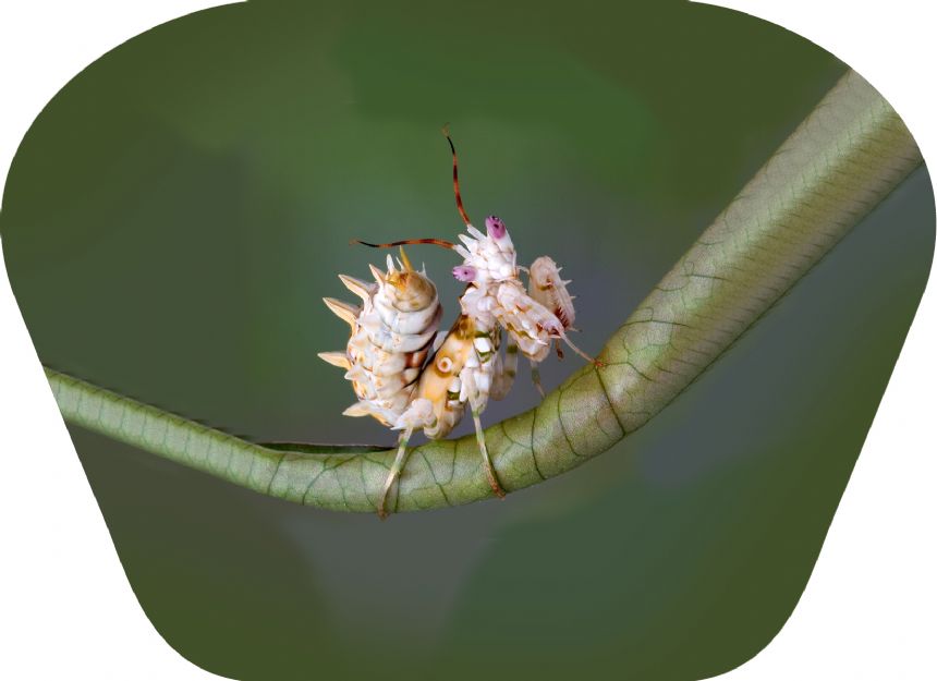 Taskulamp-projektor "Putukad"