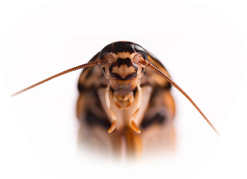 Taskulamp-projektor "Putukad"