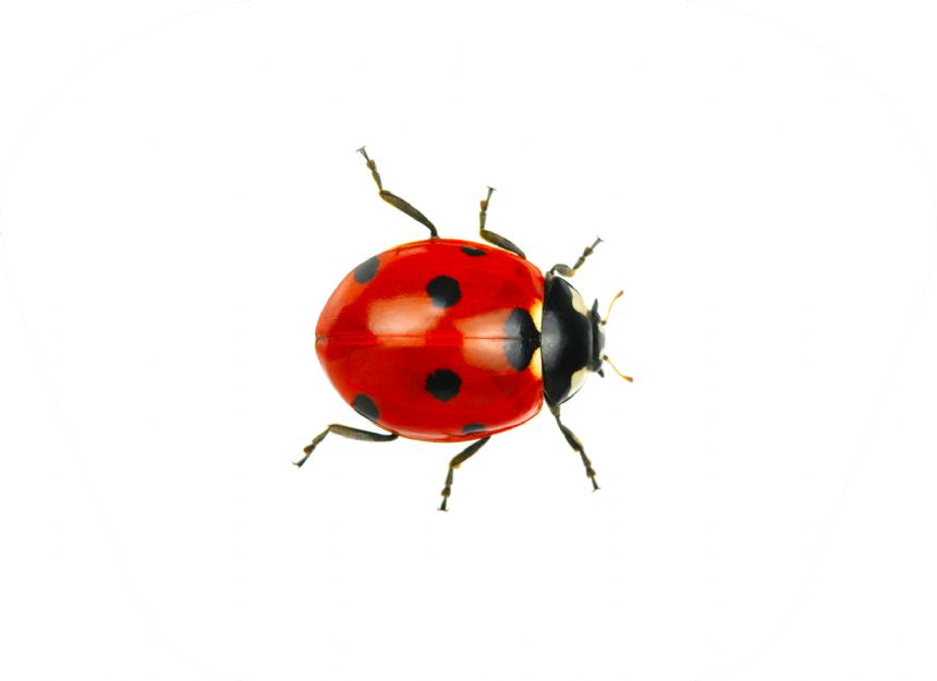 Taskulamp-projektor "Putukad"