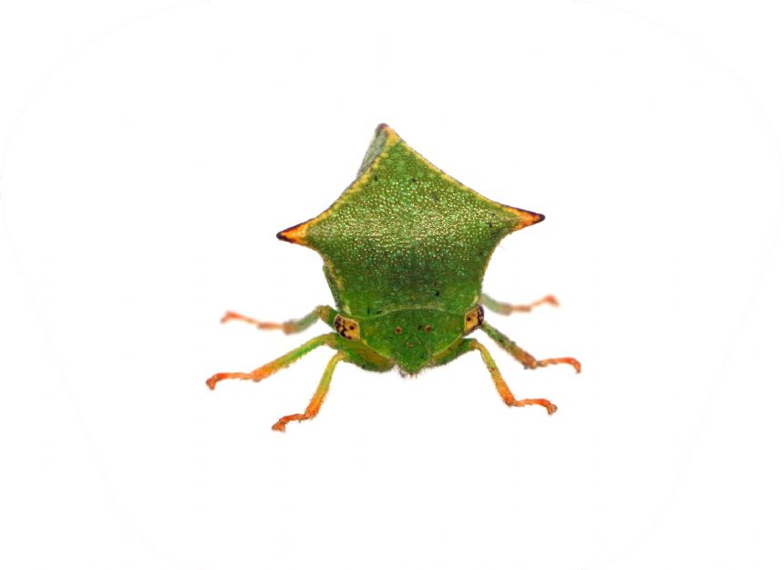 Taskulamp-projektor "Putukad"