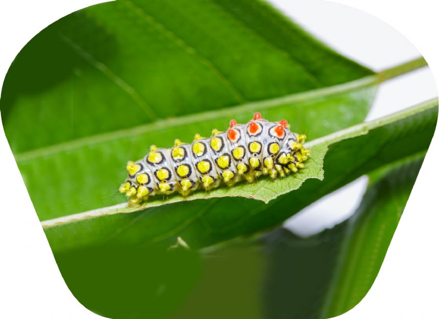 Taskulamp-projektor "Putukad"