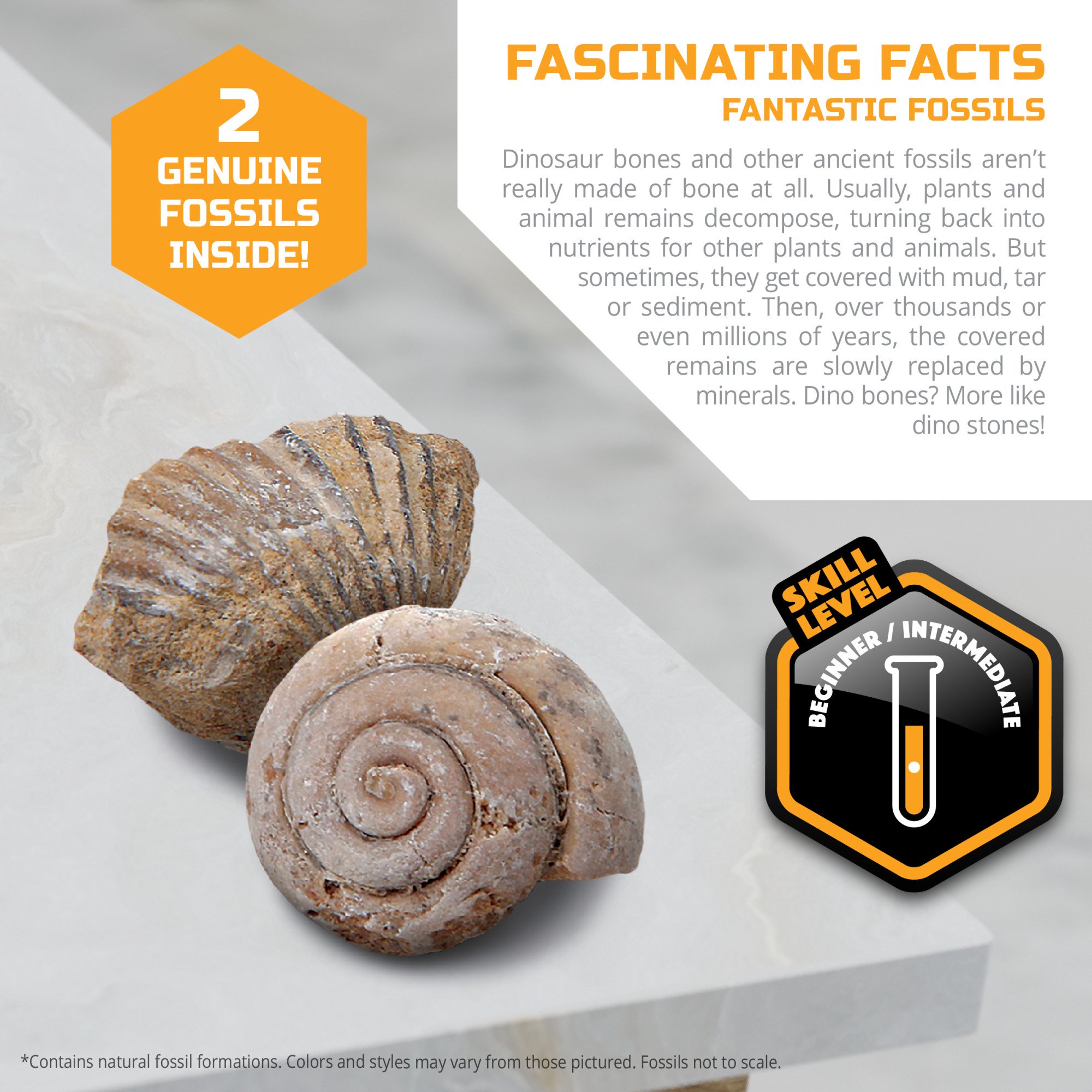 Discovery Mini Fossil Dig Set 2 Pack