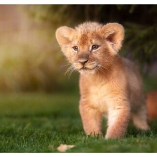 3D postkaart "Lõvikuningas"